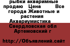 рыбки акваримные продаю › Цена ­ 30 - Все города Животные и растения » Аквариумистика   . Свердловская обл.,Артемовский г.